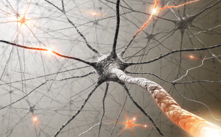 Can Damaged Nerves Regenerate? New Research Finds Answers!